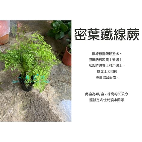 鐵線蕨 風水|【鐵線蕨風水】鐵線蕨風水大揭密！適宜放置與禁忌一次告訴你